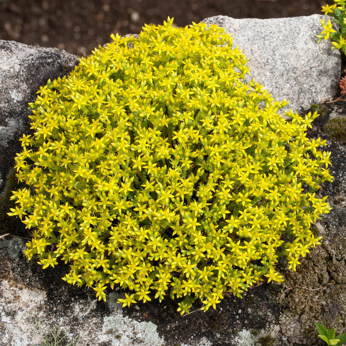 Vente 4 couvre-sols pour murets - Campanula poscharskyana, Sedum acre