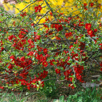 Cognassier du Japon Crimson And Gold - Chaenomeles superba Crimson and Gold - Bakker