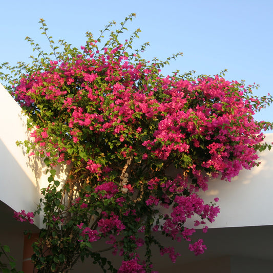 Bougainvillier rose - Bougainvillea pink - Plantes d'extérieur