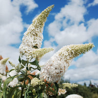 Buddleja davidii white profusion - Arbre à papillons 'White Profusion' - Arbre à papillons - Buddleja