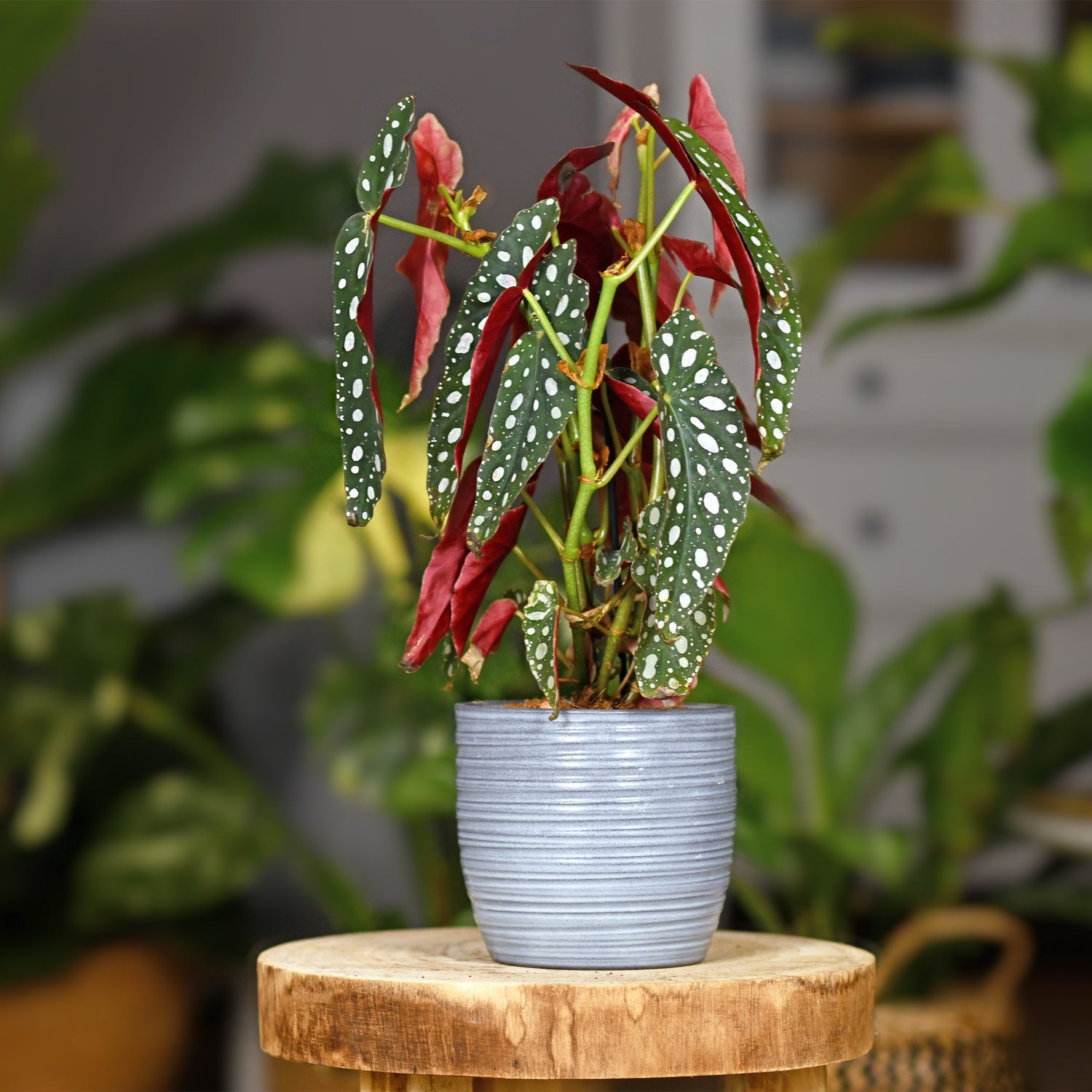 Begonia maculata - Bégonia maculé