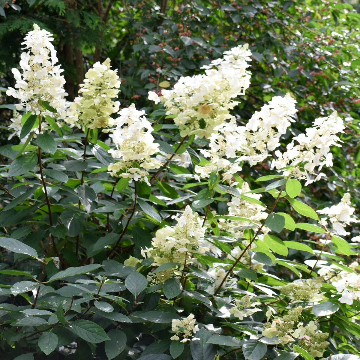 Jardins - Un Hortensia blanc en cadeau - Hydrangea paniculata Grandiflora