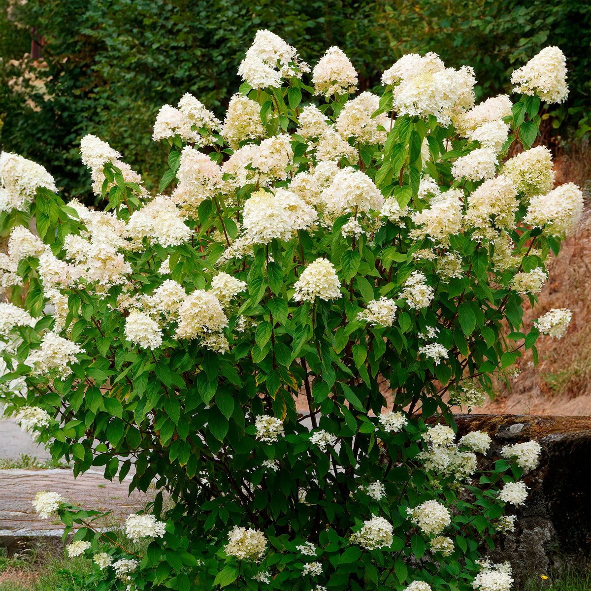 Hydrangea paniculata Grandiflora - Un Hortensia blanc en cadeau - Jardins