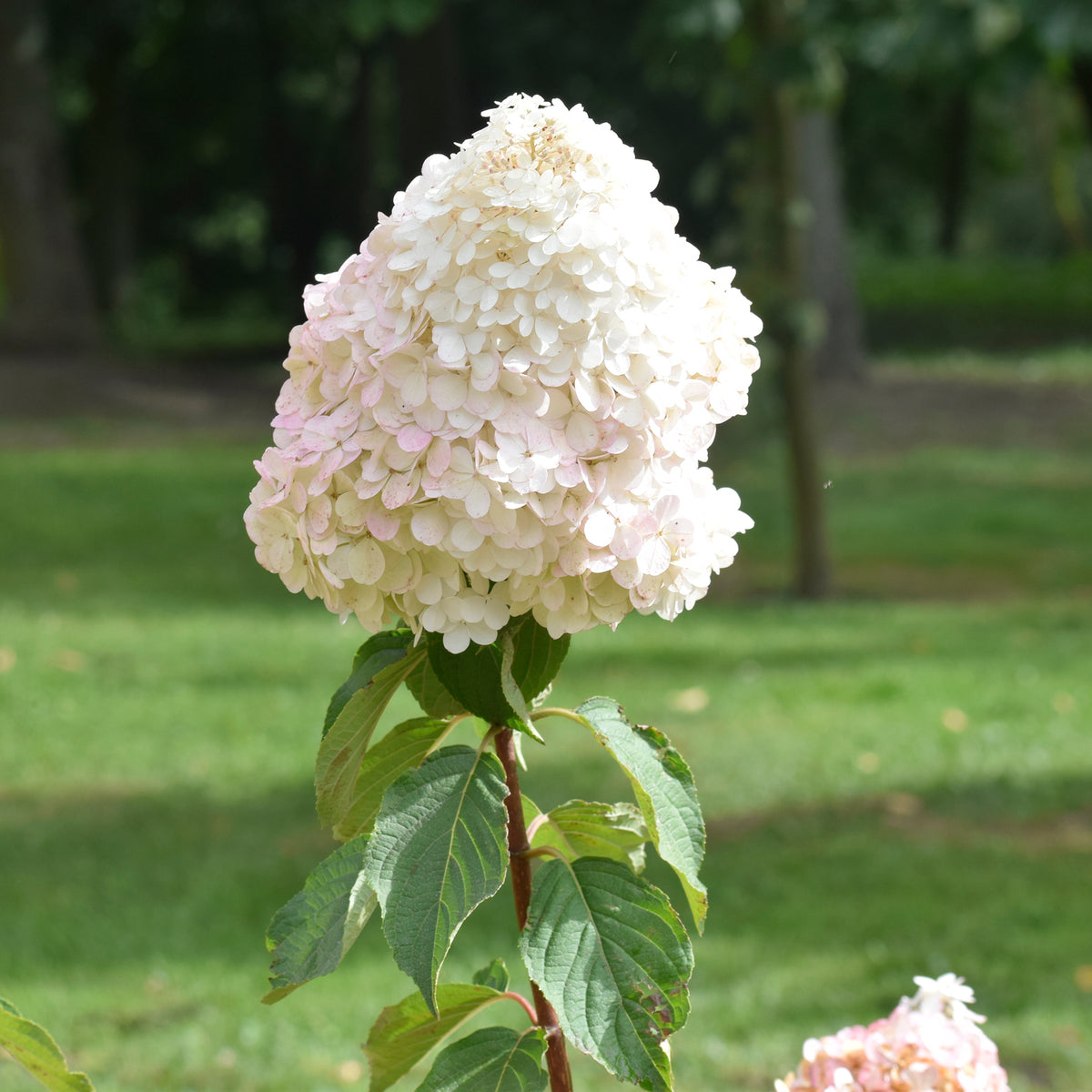 Un Hortensia blanc en cadeau - Hydrangea paniculata Grandiflora - Bakker