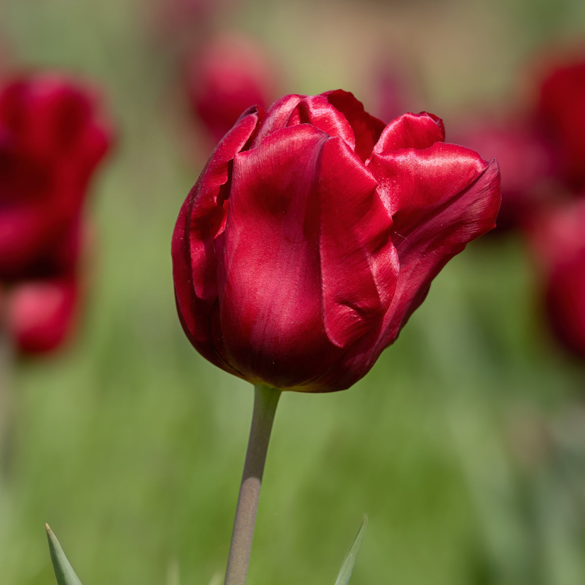 8 Tulipes Love Circle - Tulipa love circle - Bakker