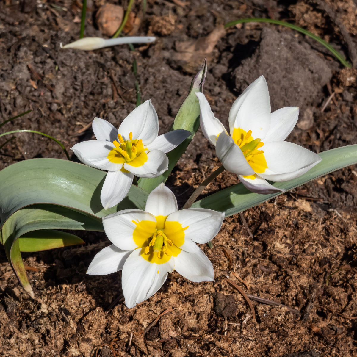 10 Tulipes botaniques Polychroma - Bakker