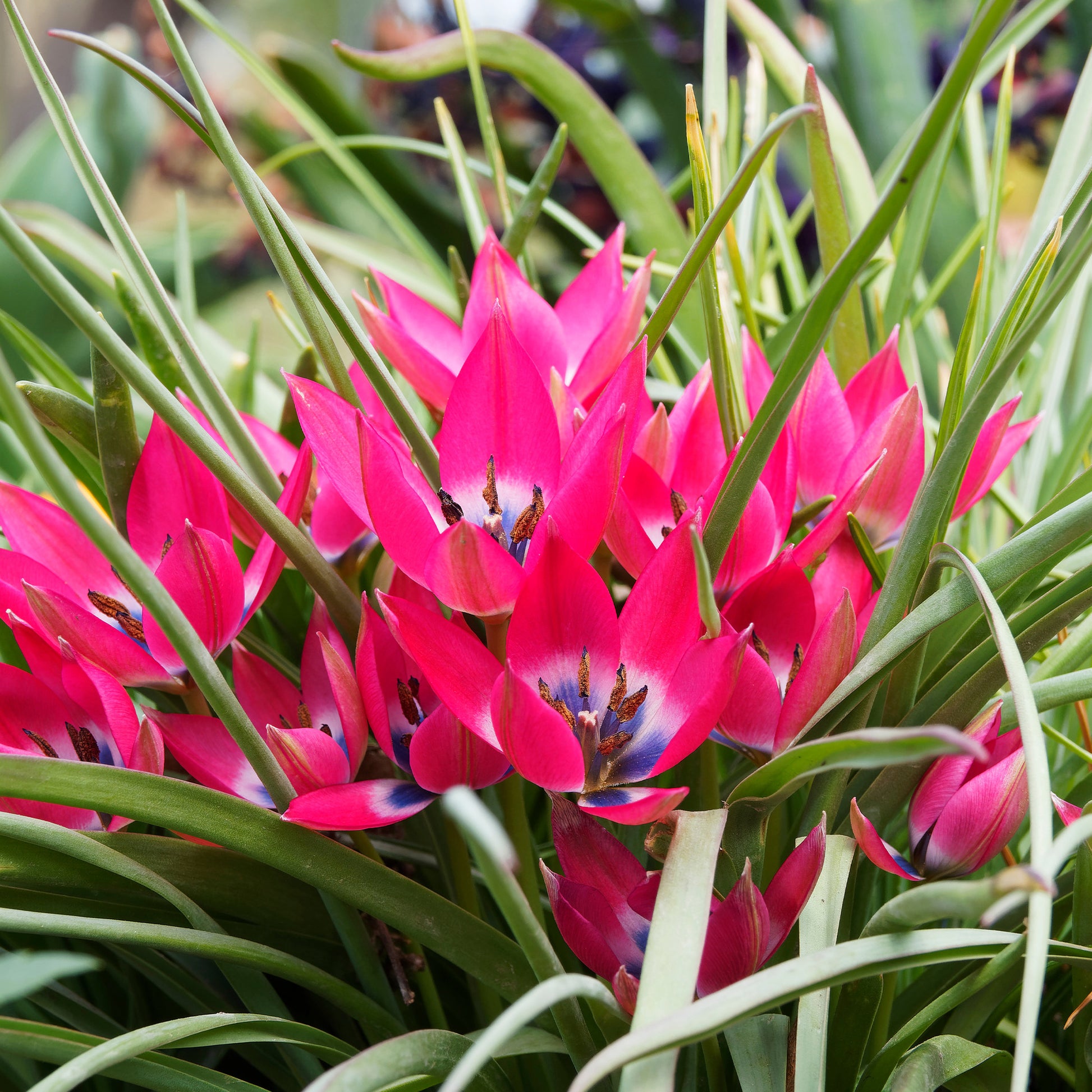 Bulbes de Tulipe - 10 Tulipes botaniques Little Beauty - Tulipa botanical little beauty