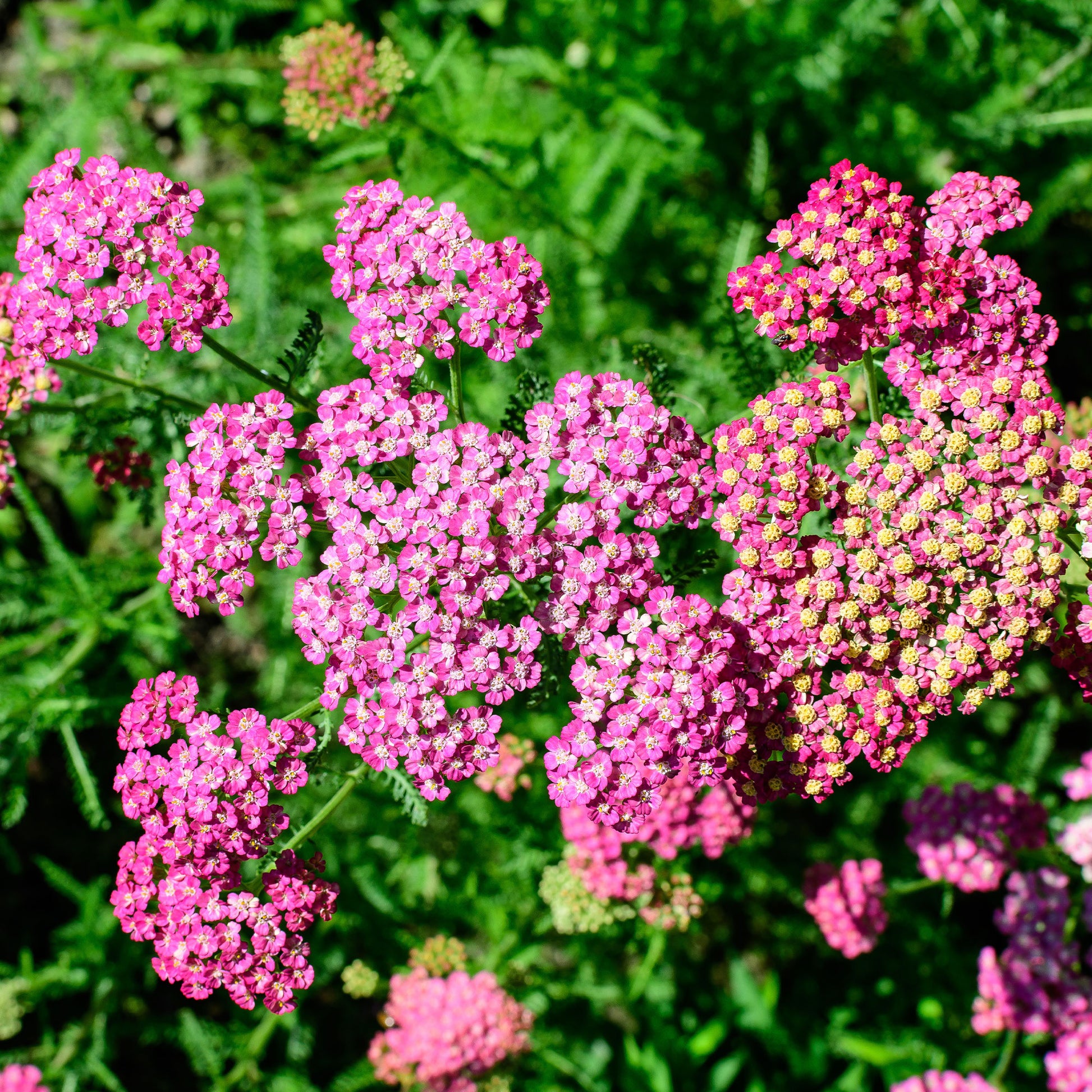 Achillea milleforlium Mily Rock - Achillée millefeuille Mily Rock - Achillea - Achillée
