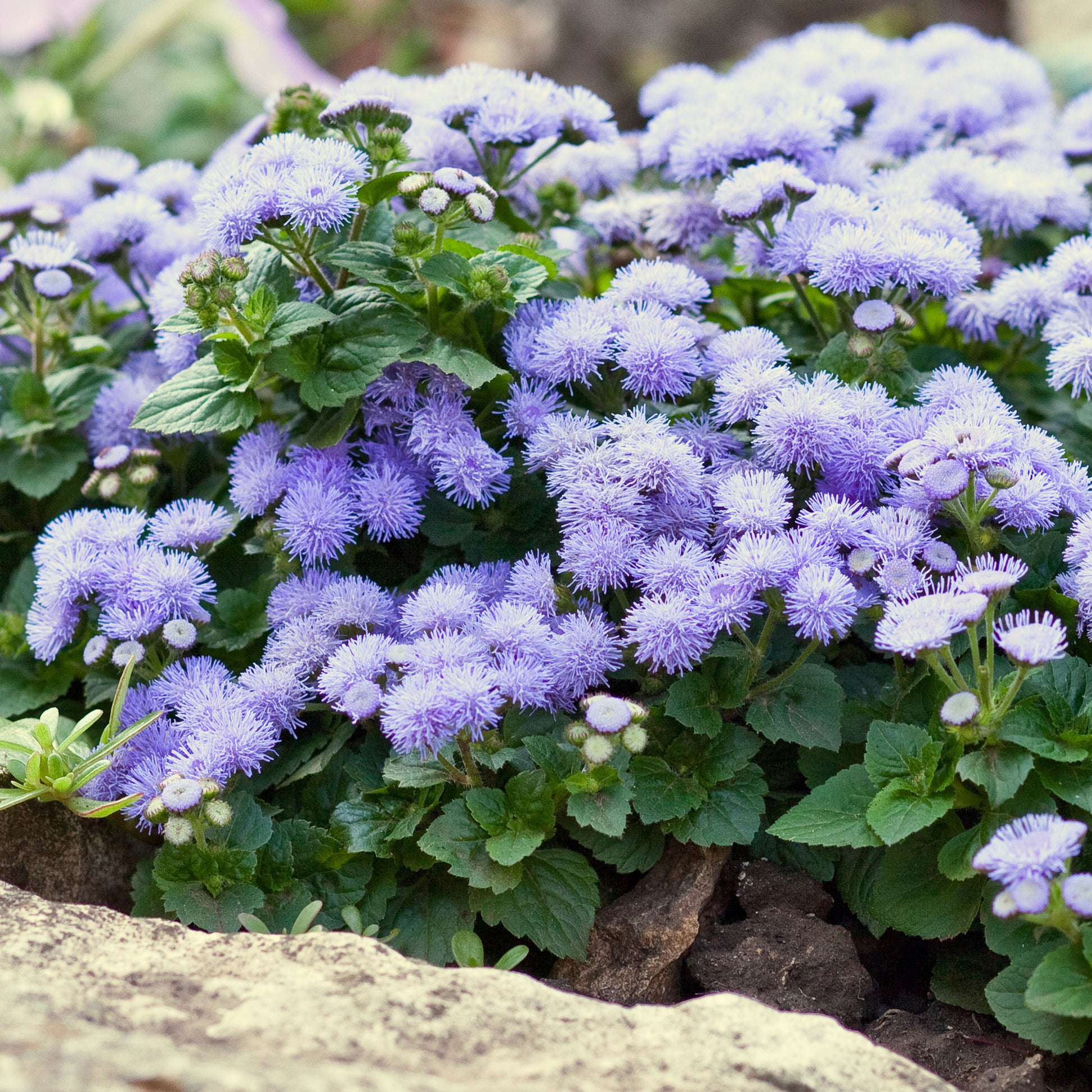 Ageratum blue - Ageratum bleu - Fleurs pour terrasses et balcons