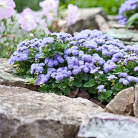 Ageratum bleu - Ageratum blue - Bakker