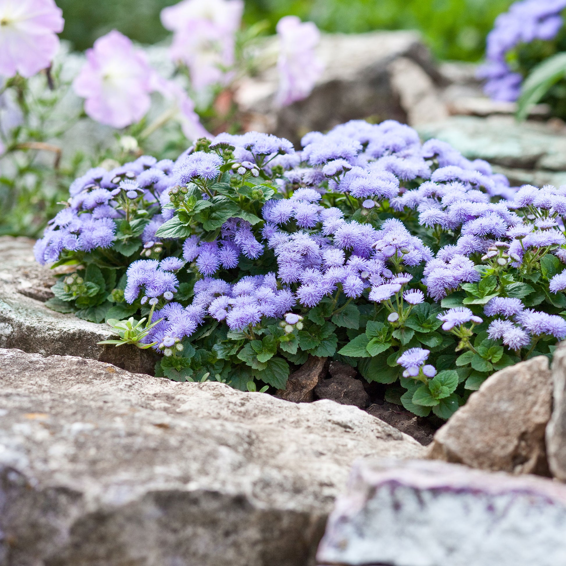 Ageratum bleu - Ageratum blue - Bakker