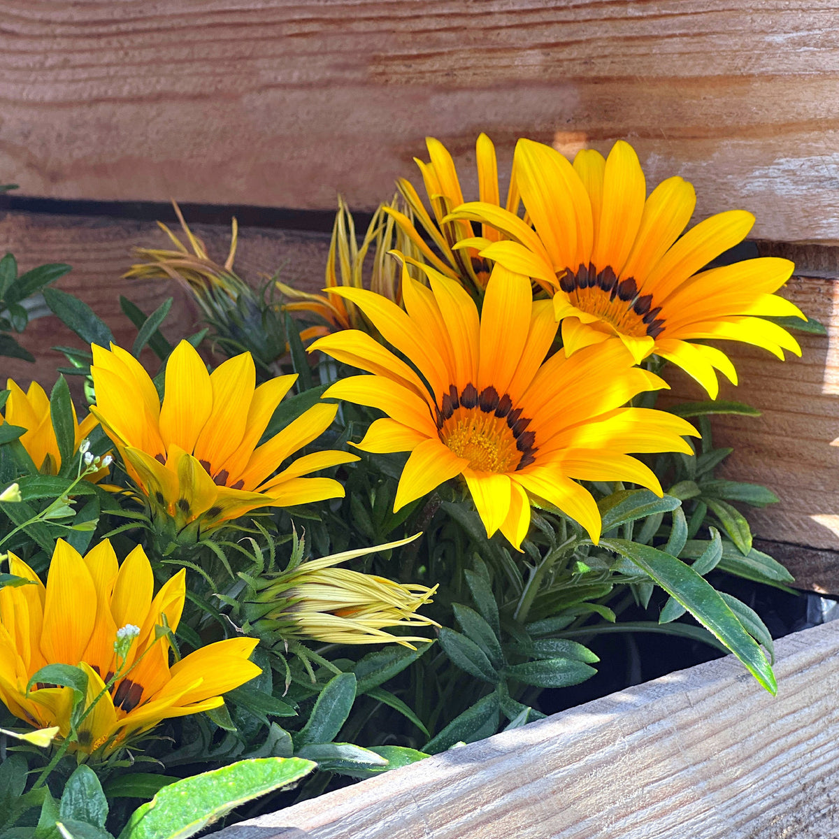 Fleurs pour terrasses et balcons - Gazania Suncarpet® - Gazania Suncarpet®