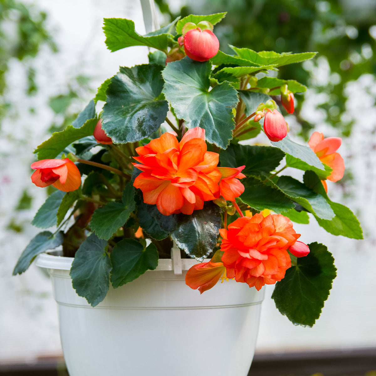 Bégonia à grandes fleurs oranges - Bégonia orange - Bakker