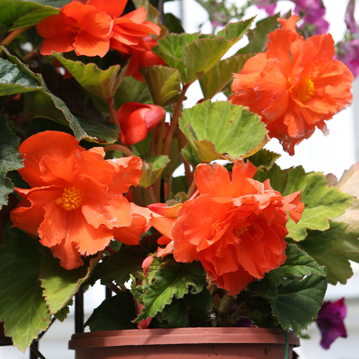 Bégonia à grandes fleurs oranges - Bakker