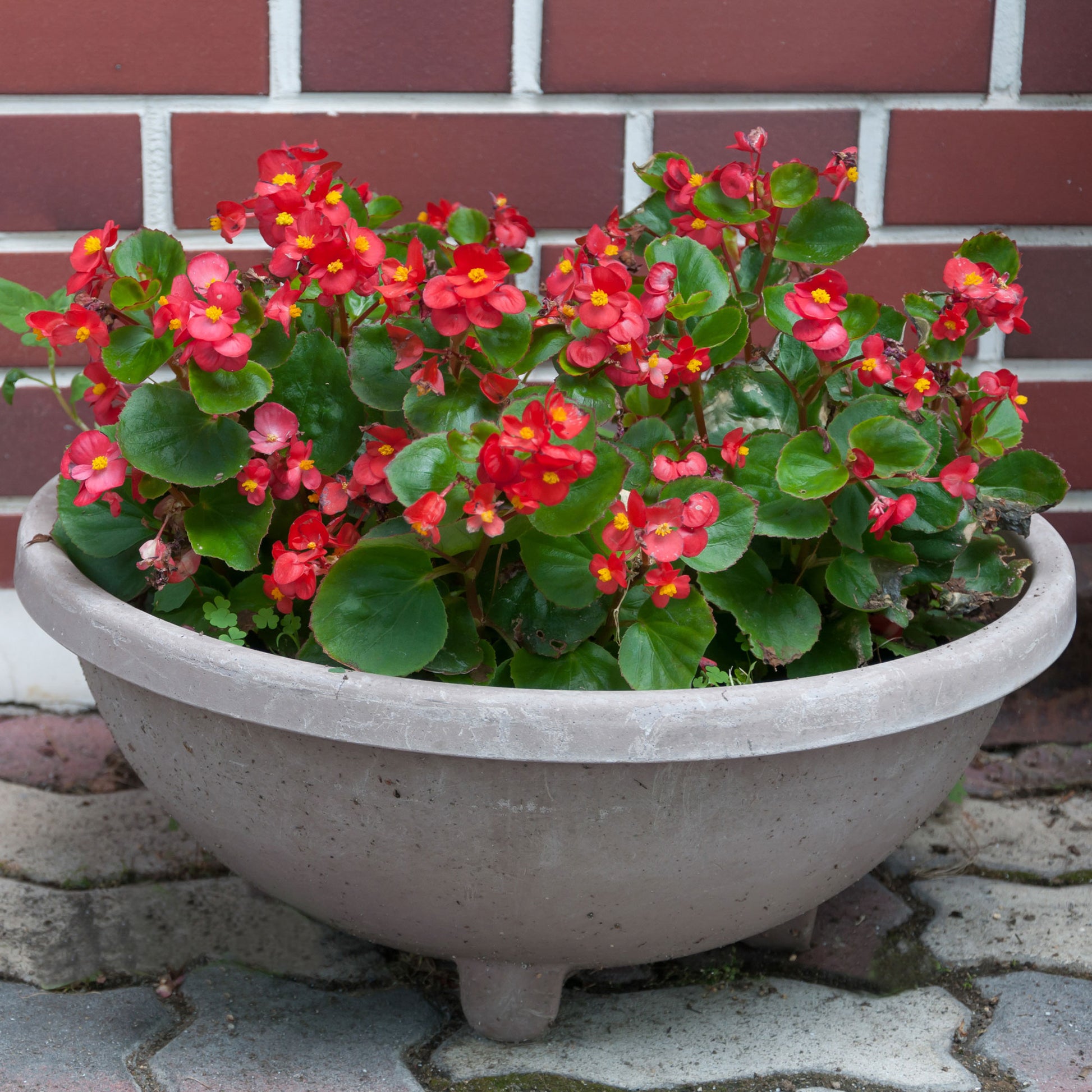 Fleurs pour terrasses et balcons - Bégonia semperflorens rouge - Bégonia semperflorens red