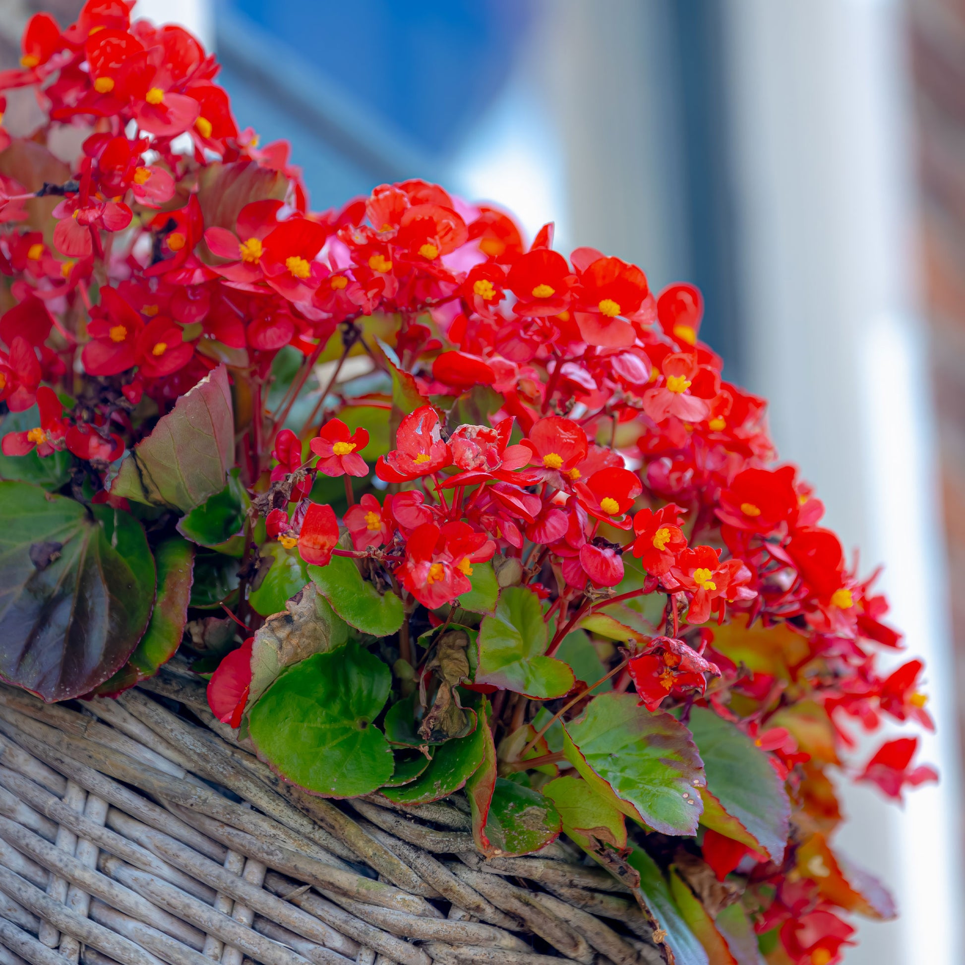 Bégonia semperflorens rouge - Bakker
