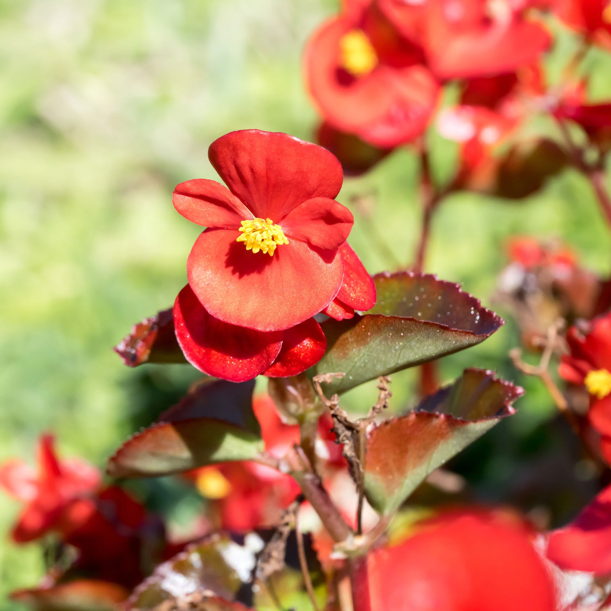 Bégonia semperflorens rouge - Bégonia semperflorens red - Bakker