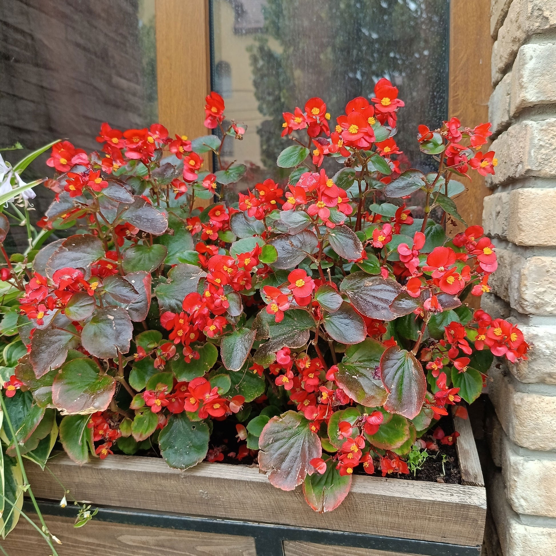 Bégonia semperflorens red - Bégonia semperflorens rouge - Fleurs pour terrasses et balcons