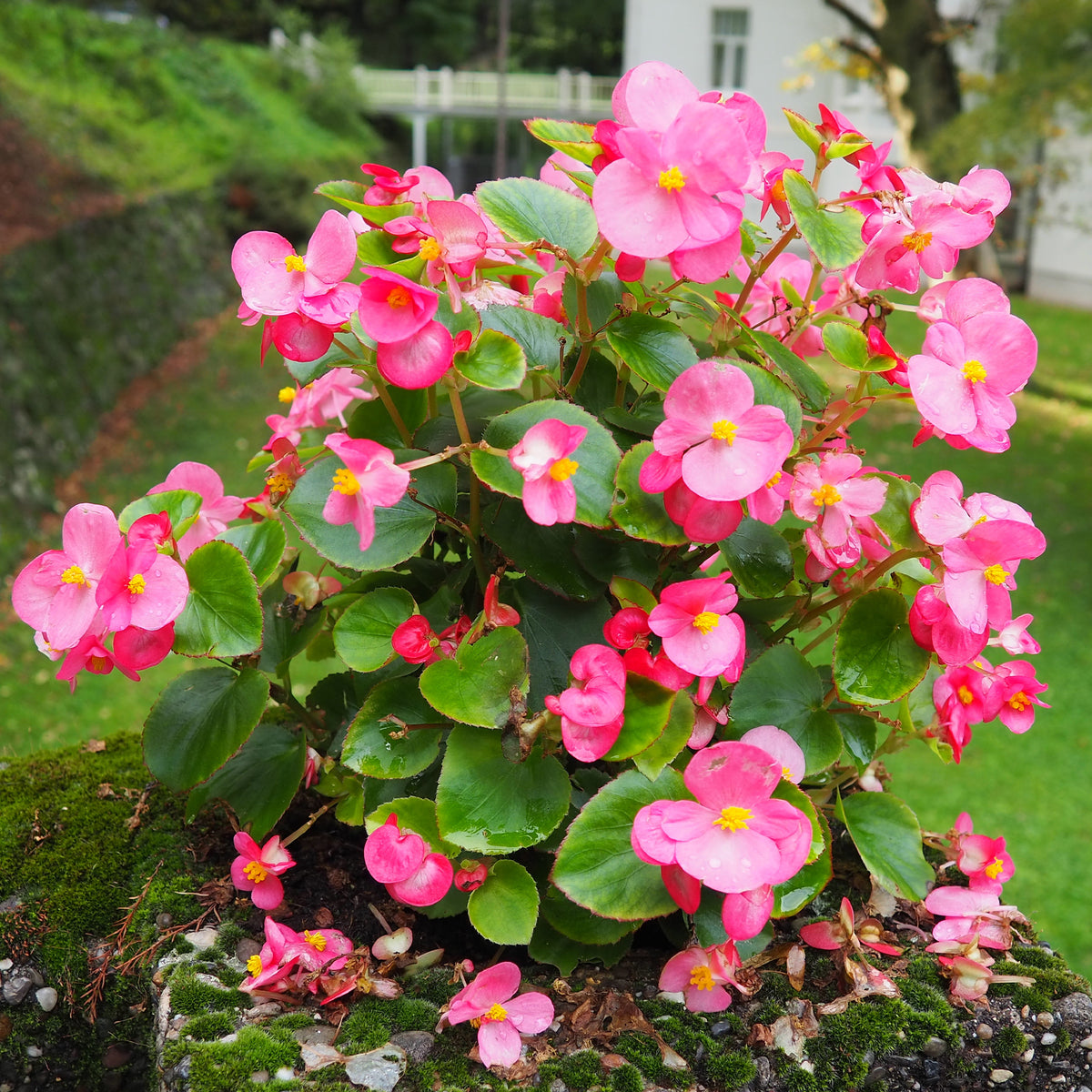 Bégonia semperflorens rose - Bakker