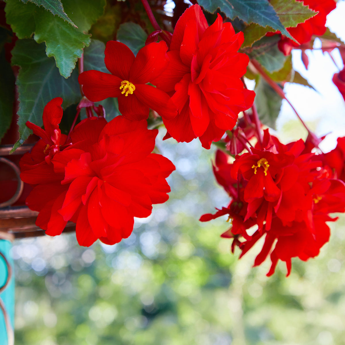Bégonia retombant rouge - Bégonia pendula  red - Bakker