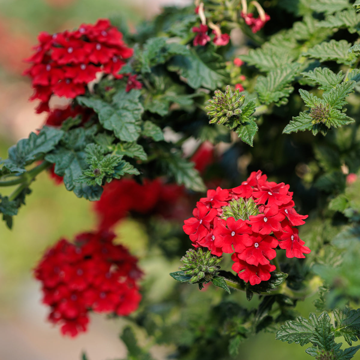 Verveine retombante rouge - Verbena  red - Bakker