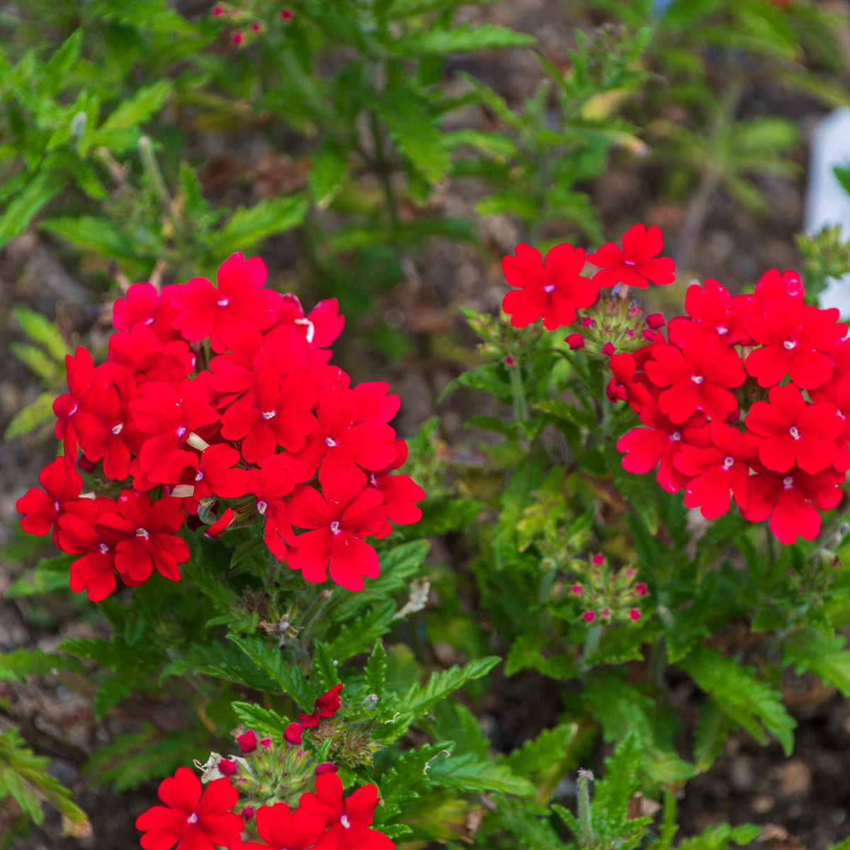 Verbena  red - Verveine retombante rouge - Fleurs pour terrasses et balcons