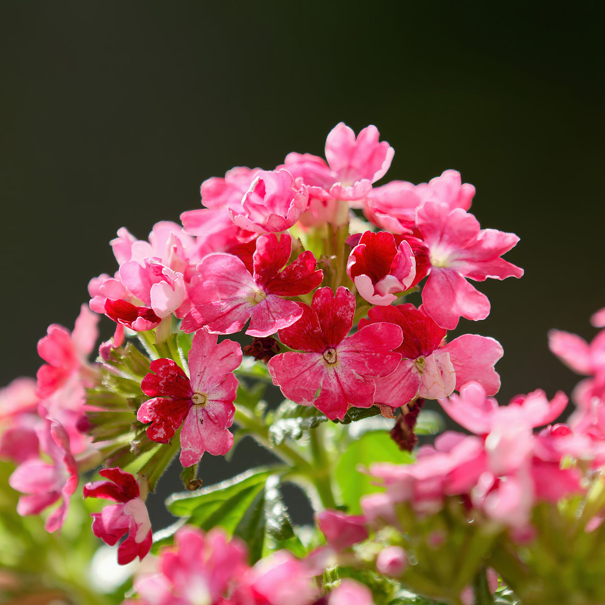 Verveine retombante rose - Verbena  pink - Bakker
