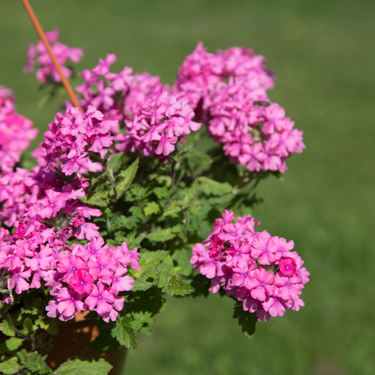 Verbena  pink - Verveine retombante rose - Fleurs pour terrasses et balcons