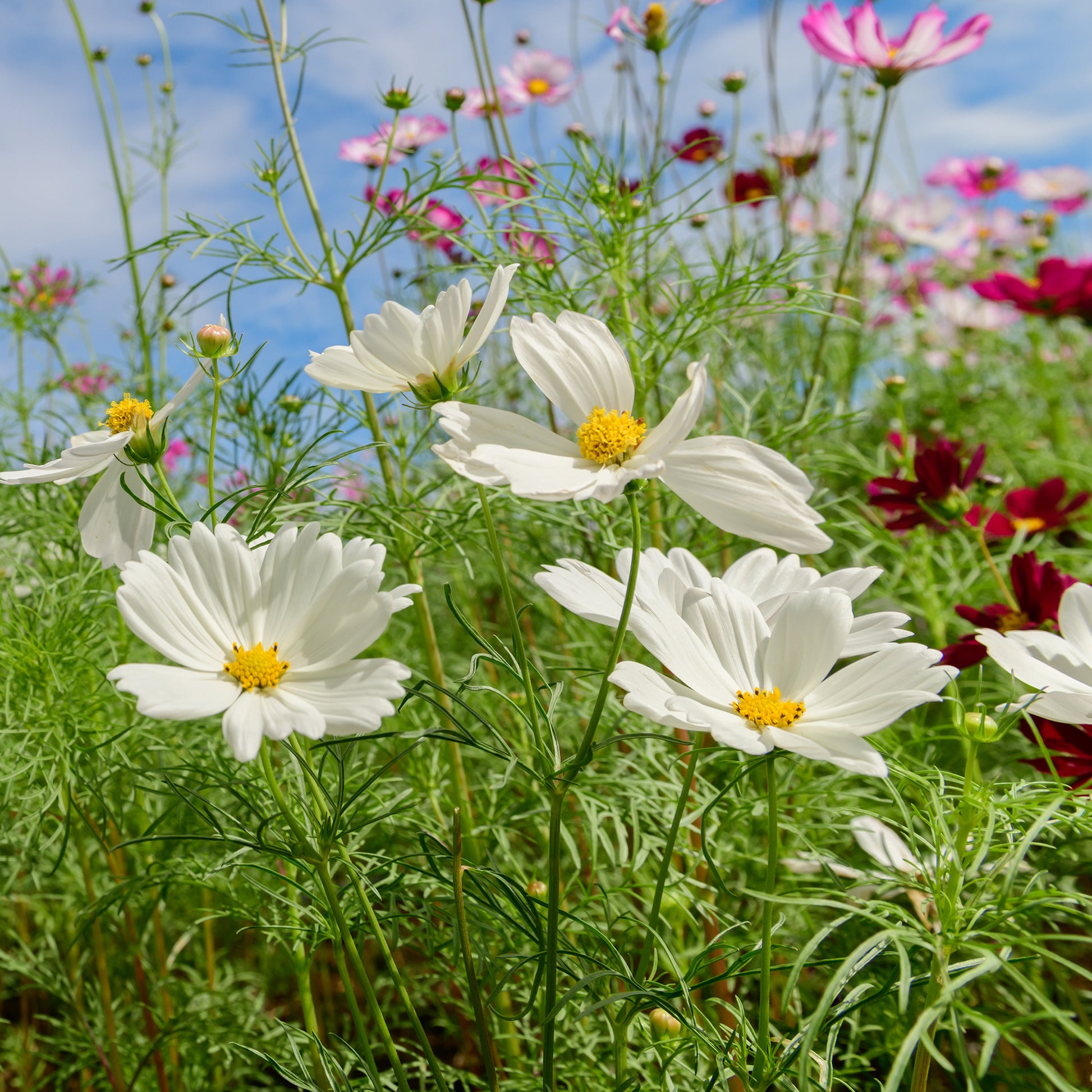Cosmos blanc - Cosmos white - Bakker