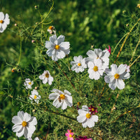 Cosmos blanc - Bakker