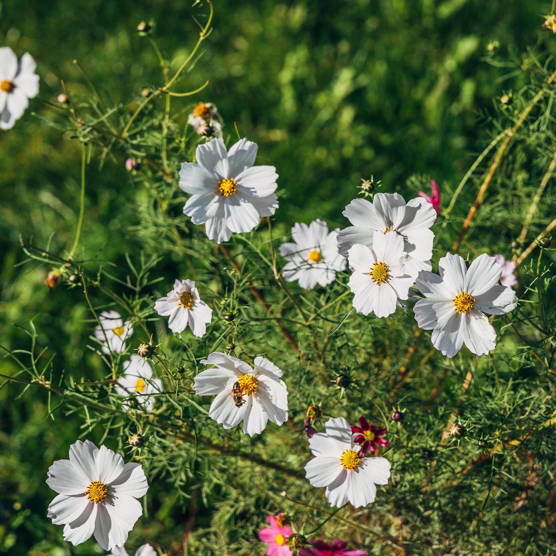Cosmos blanc - Bakker