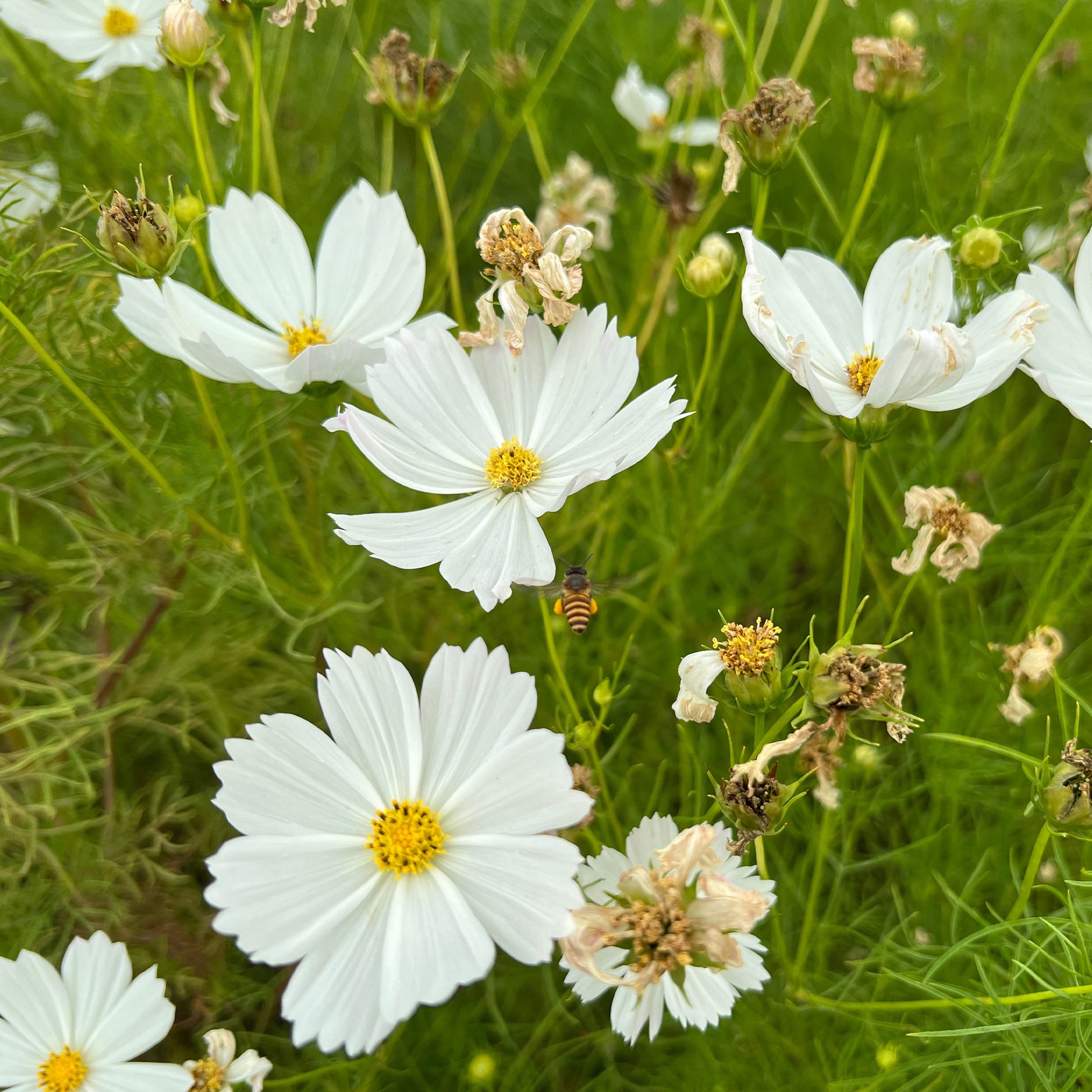 Cosmos white - Cosmos blanc - Fleurs pour terrasses et balcons