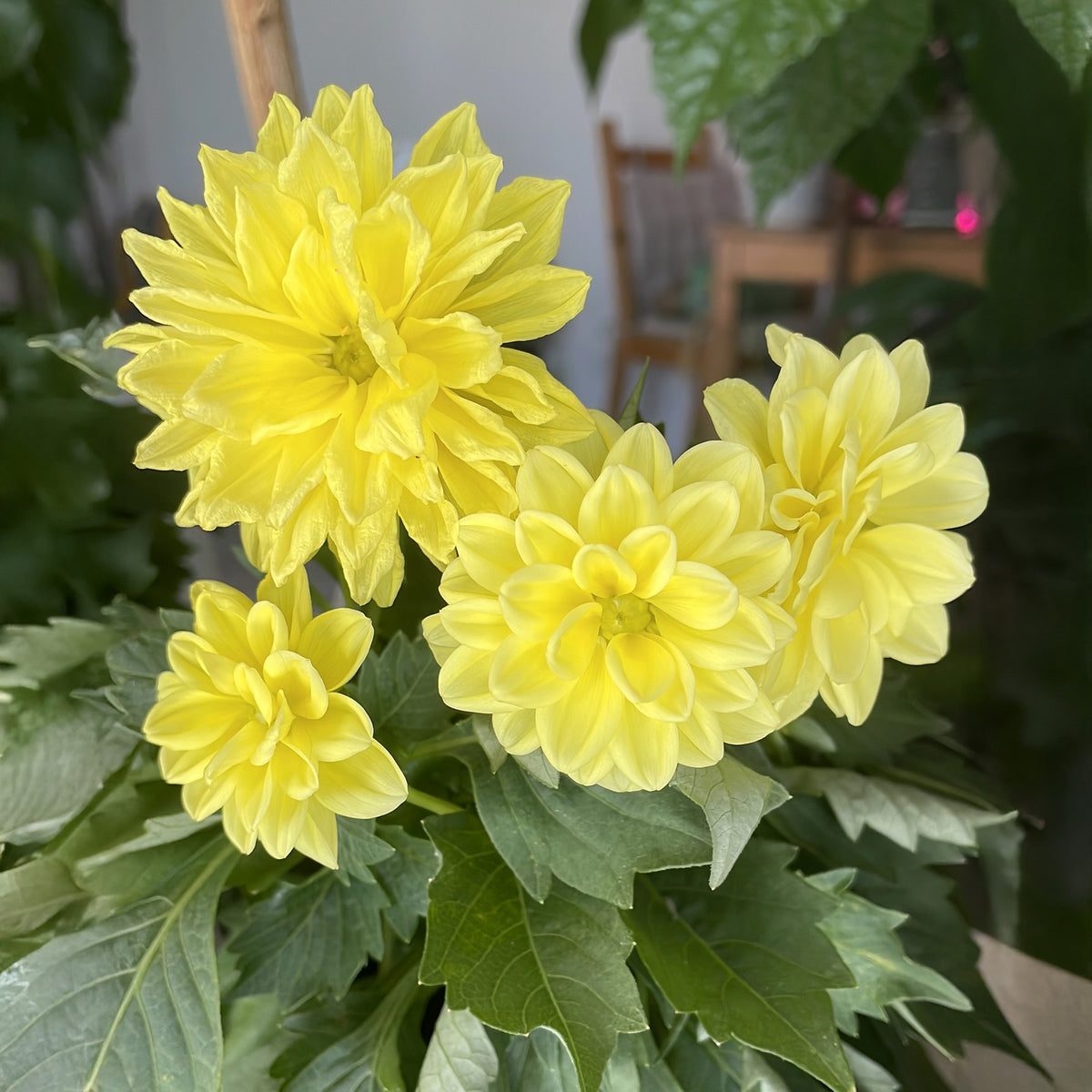 Dahlia jaune - Bakker