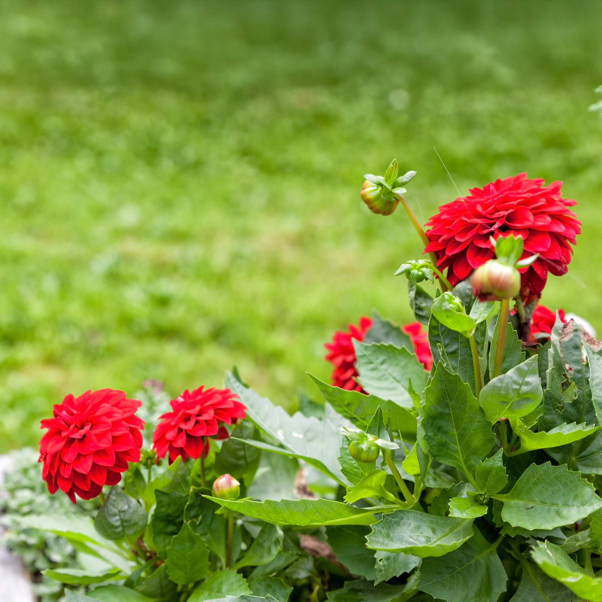 Dahlia red - Dahlia rouge - Fleurs pour terrasses et balcons