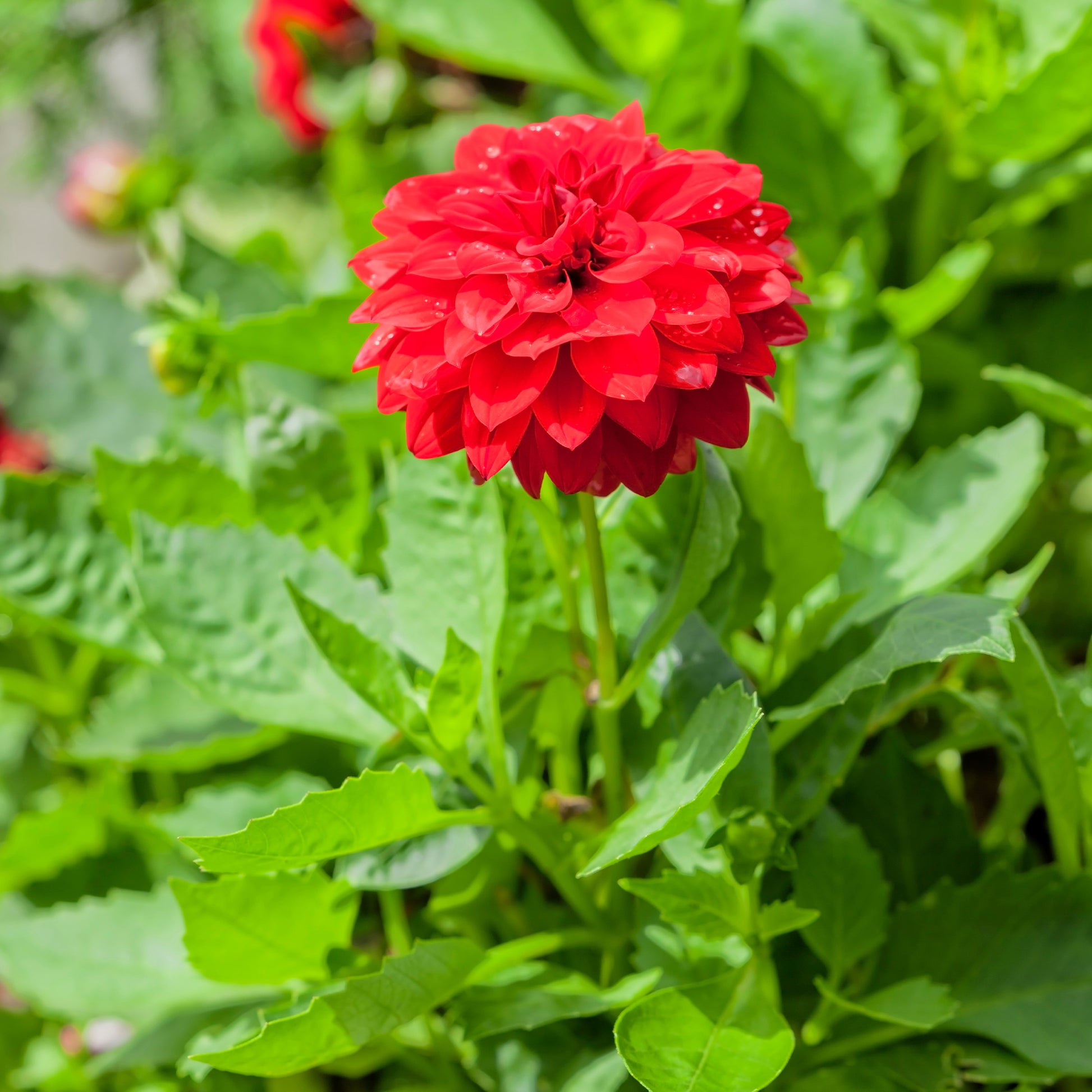 Dahlia rouge - Bakker