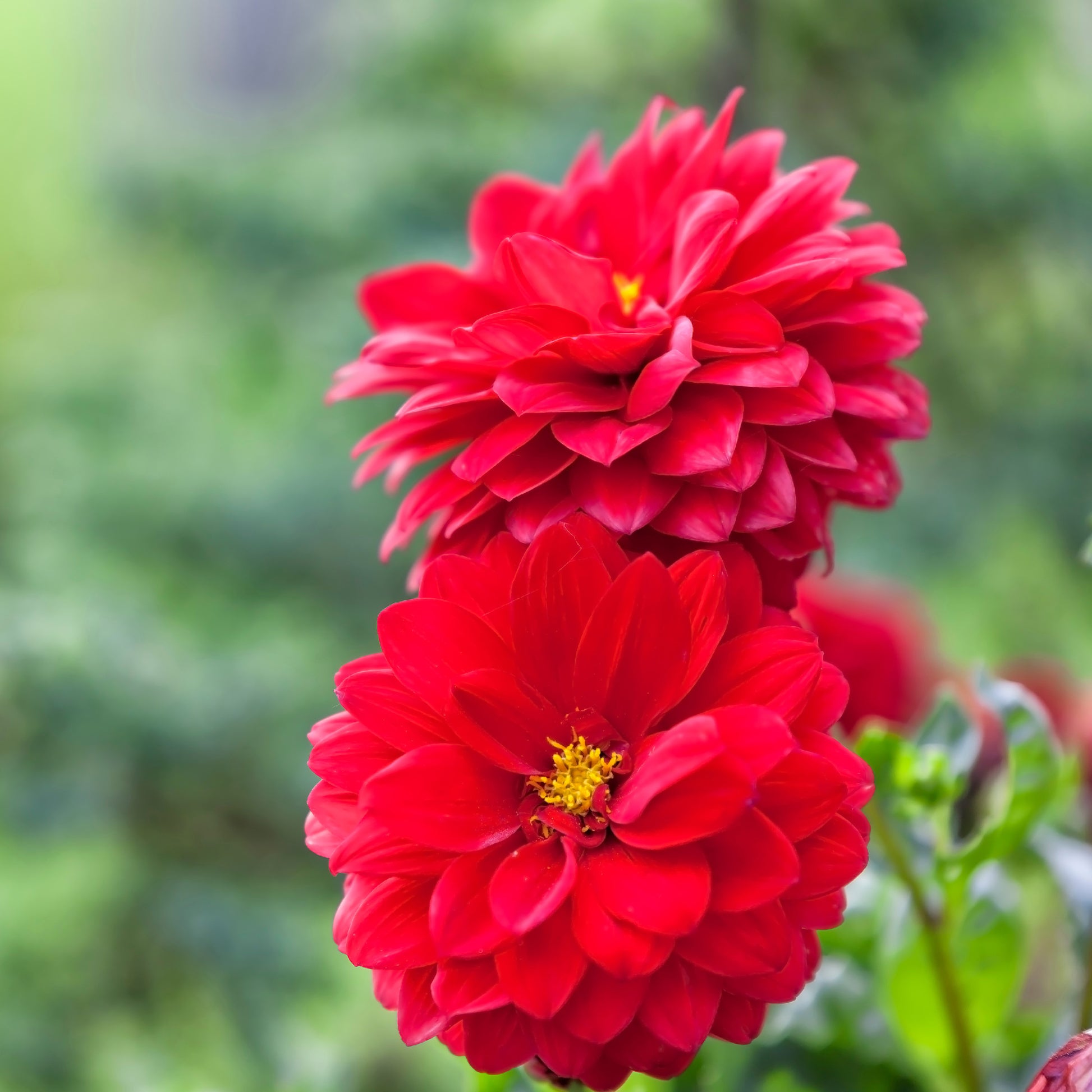 Dahlia rouge - Dahlia red - Bakker
