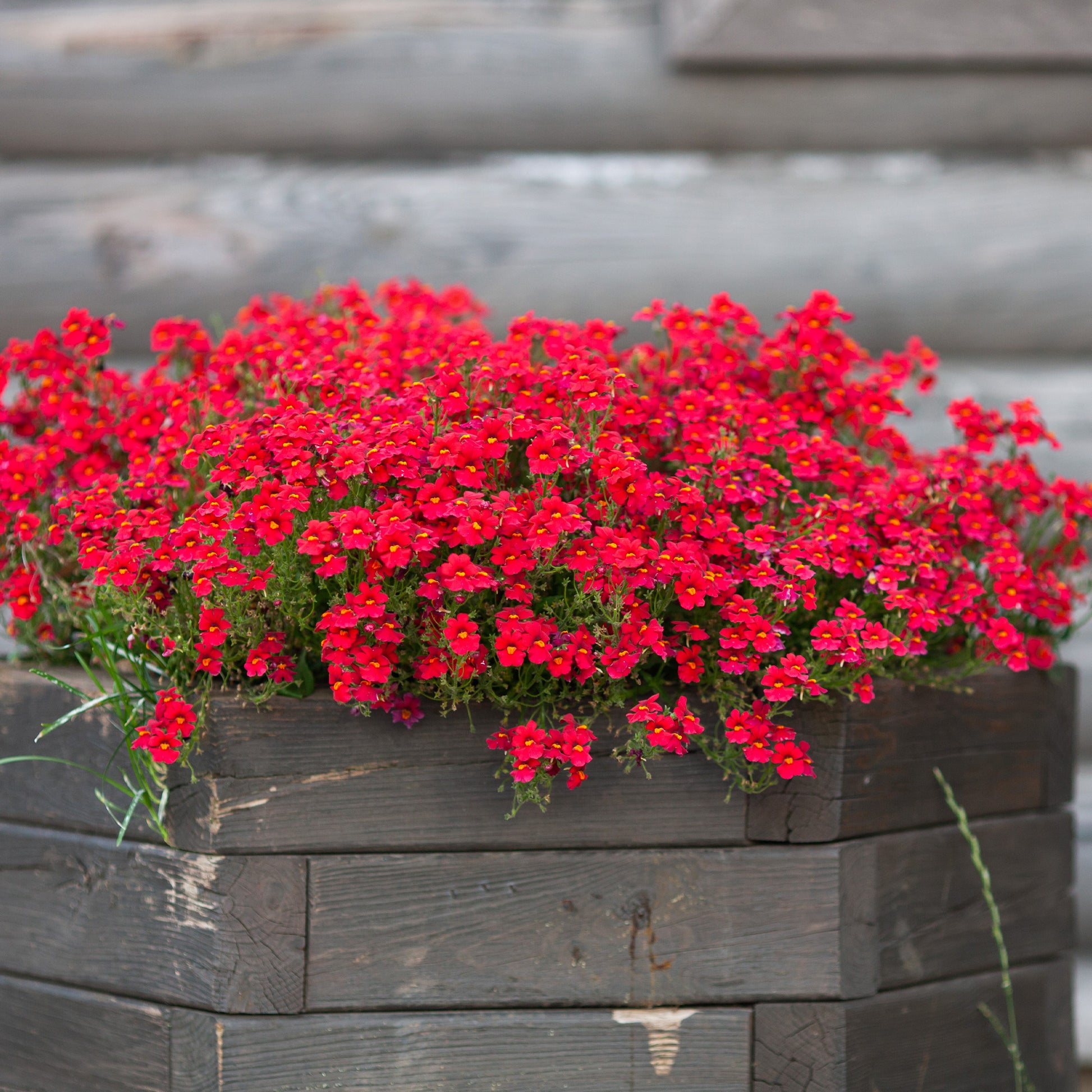 Némésie rouge - Nemesia red - Bakker