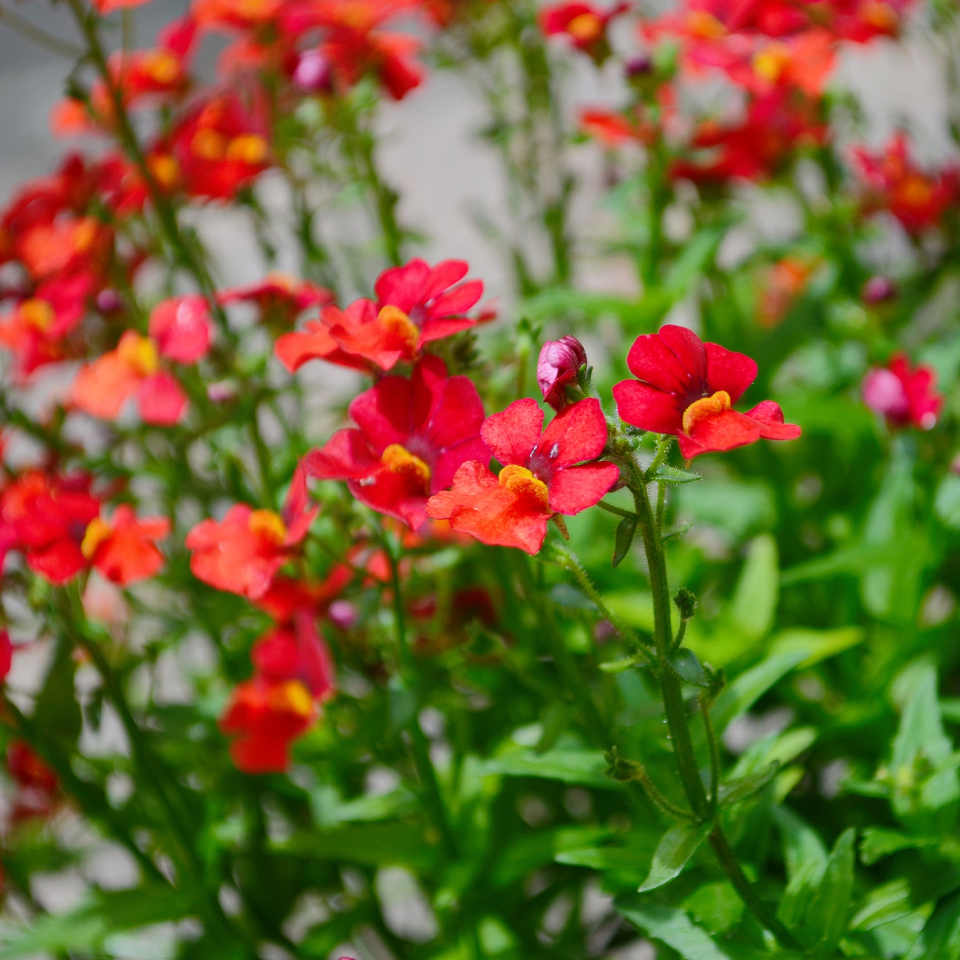 Nemesia red - Némésie rouge - Fleurs pour terrasses et balcons