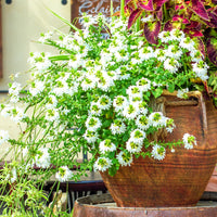 Scaevola blanc - Scaevola  blanc - Bakker