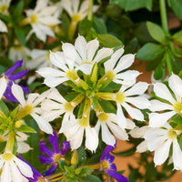 Scaevola  blanc - Scaevola blanc - Fleurs pour terrasses et balcons