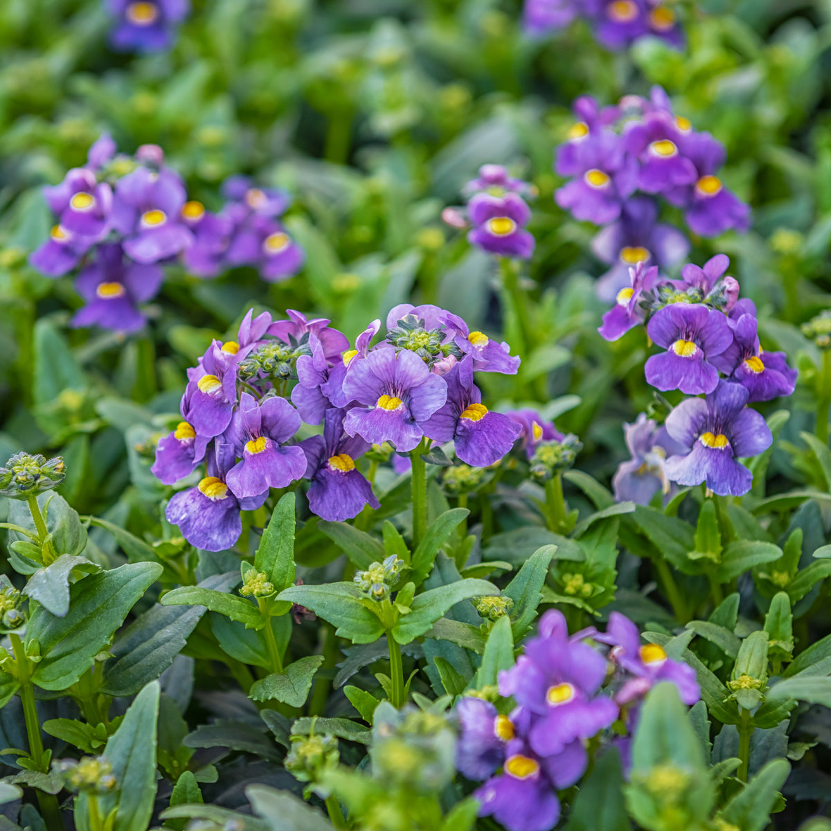 Némésie Bleue - Nemesia  blue - Bakker