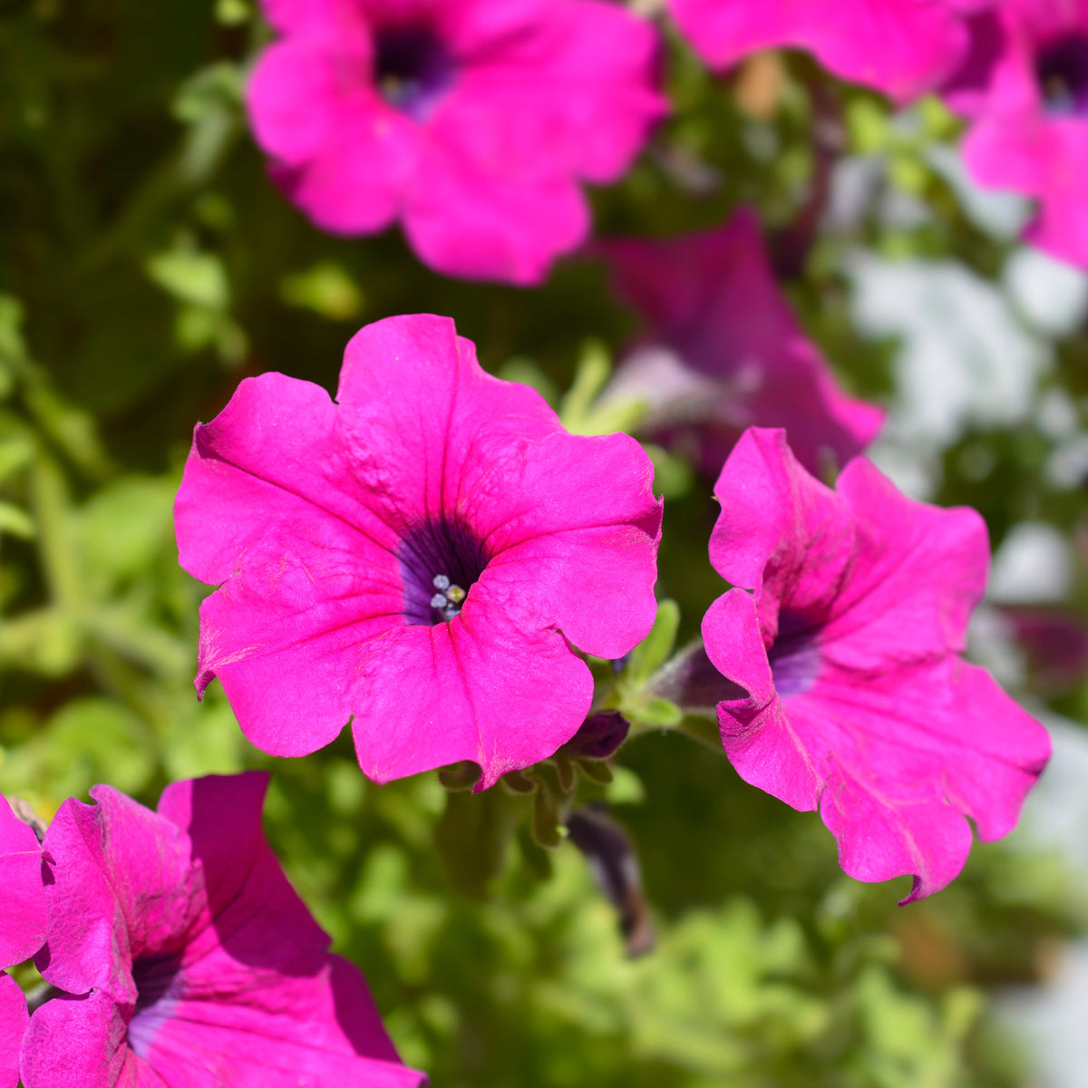 Surfinia rose - Surfinia pink - Bakker