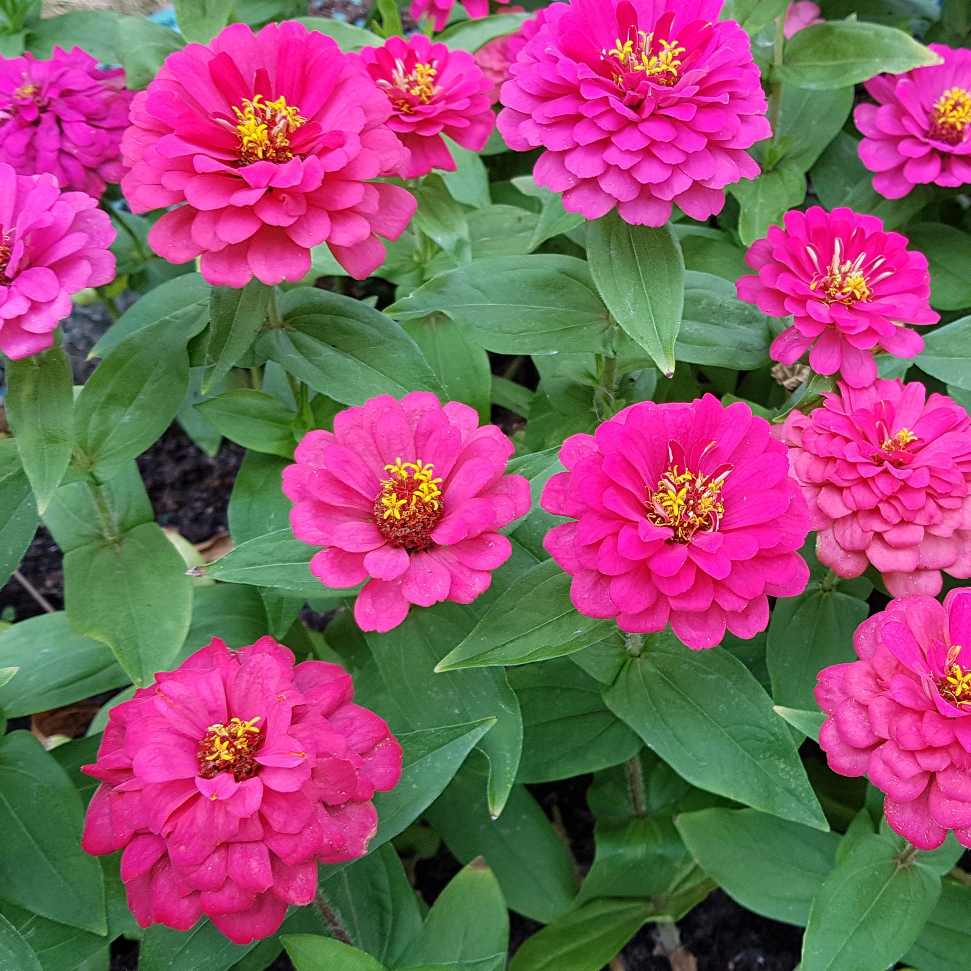 Zinnia  rose - Zinnia pink - Bakker
