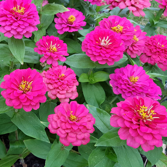 Zinnia  rose - Bakker
