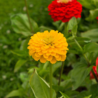 Zinnia yellow - Zinnia jaune - Fleurs pour terrasses et balcons