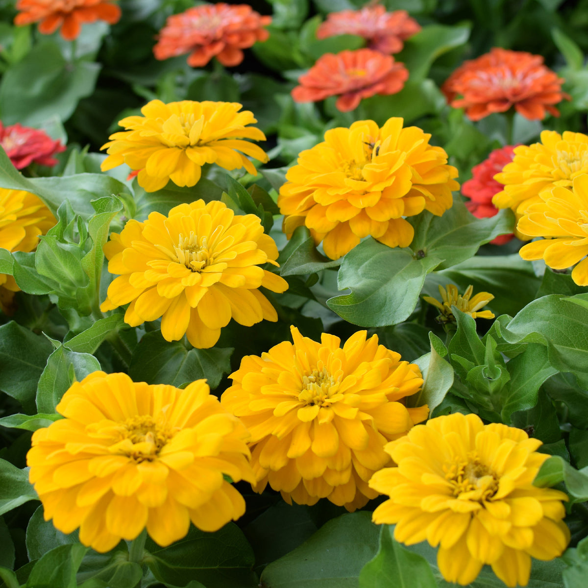 Zinnia jaune - Bakker