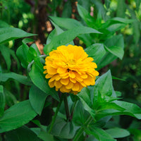 Zinnia jaune - Zinnia yellow - Bakker