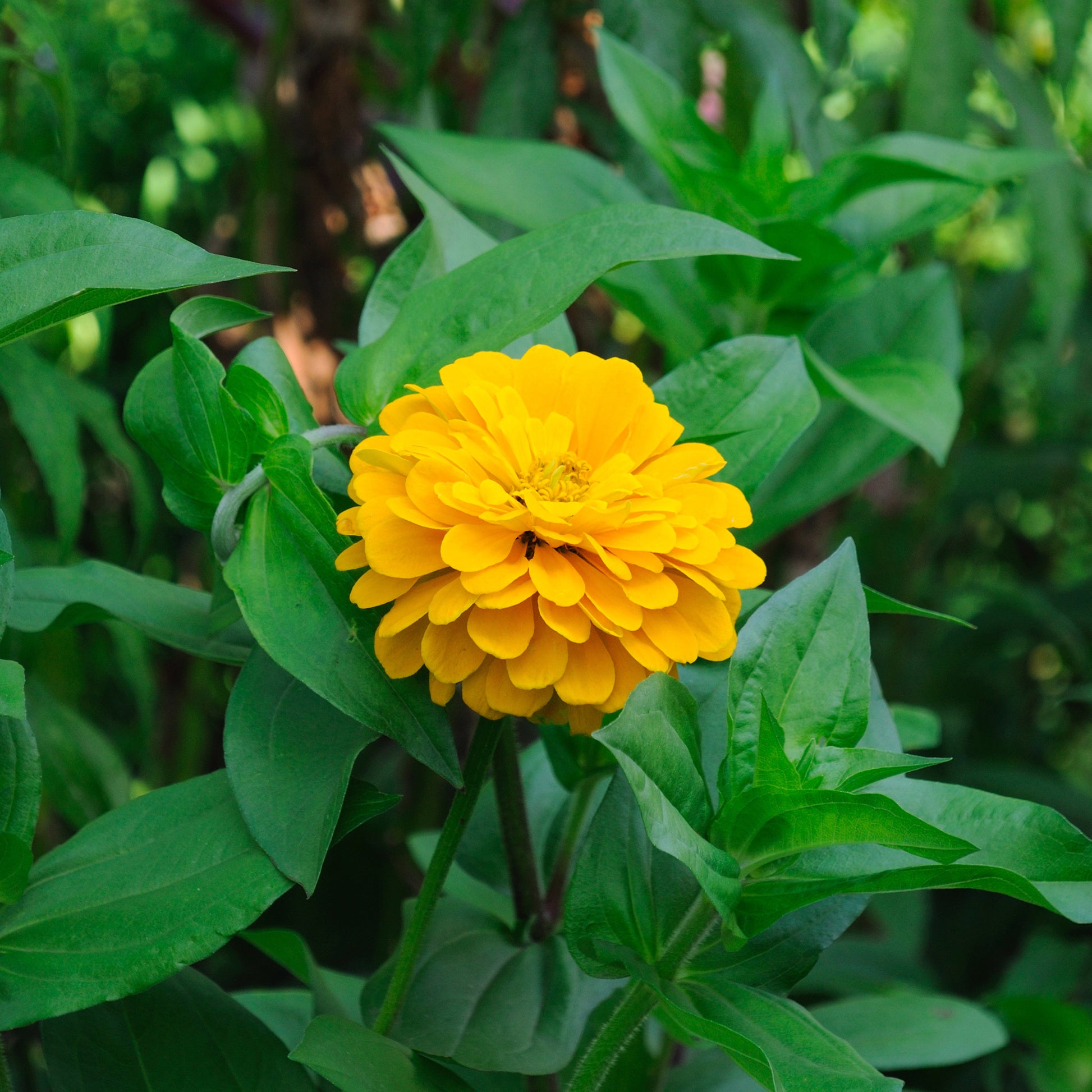 Zinnia jaune - Zinnia yellow - Bakker
