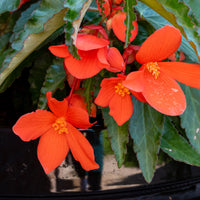 Bégonia pendula orange - Bégonia retombant orange - 