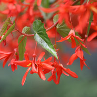 Bégonia retombant orange - Bégonia pendula orange - Bakker